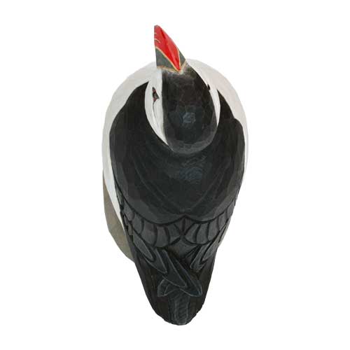 Dekofugl Søpapegøje - Billede 5