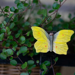 Magnet Citronsommerfugl